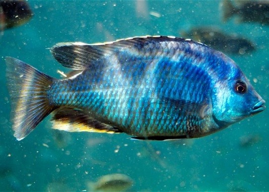  　　加拿大科學(xué)家發(fā)現(xiàn)非洲慈鯛魚(yú)能記起12日前的事。