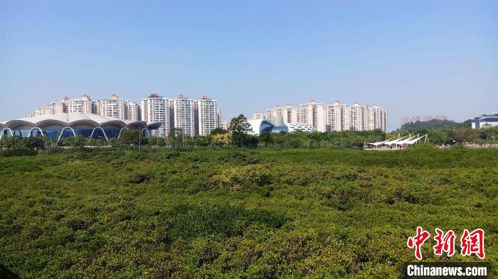 圖為防城港市北部灣海洋文化公園內(nèi)紅樹林郁郁蔥蔥?！●T抒敏 攝