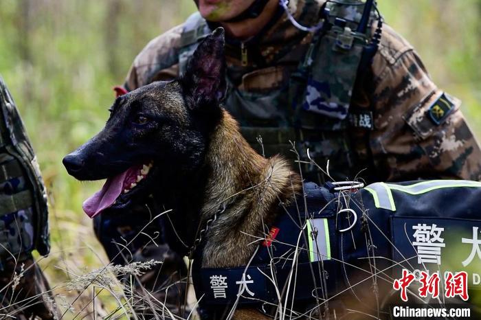 搜索犬協(xié)助行動(dòng)。　汪喜超 攝