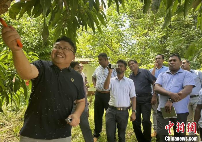 項目組芒果專家在種植園開展現(xiàn)場培訓(xùn)。　中斯南南合作專家組供圖