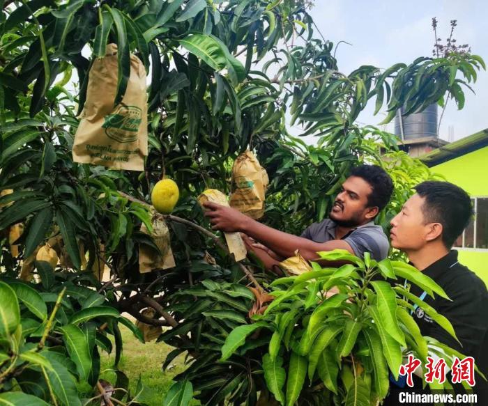 項目組專家在一處芒果生產(chǎn)基地開展田間病蟲害防控指導(dǎo)?！≈兴鼓夏虾献鲗＜医M供圖